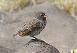 Small Ground-Finch